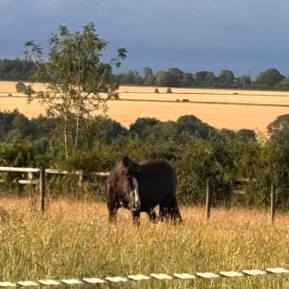 A horse grazing in a paddock with golden fields and trees behind.