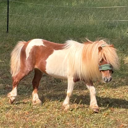 A skewbald Shetland pony wearing a fly mask, walking across a grassy paddock.