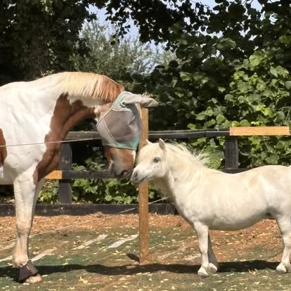 A skewbald horse and a white Shetland pony touching noses by a fence.
