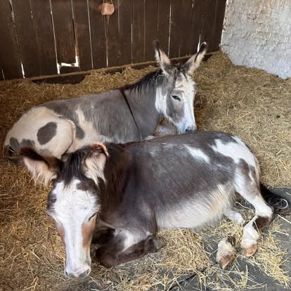 Two donkeys resting together on a bed of straw.